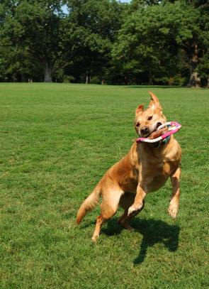 Puppies Games on Interactive Dog Toys Are Great Tools To Keep Your Dog Entertained