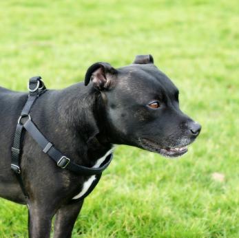 harness doggie