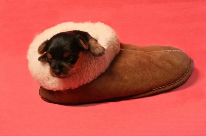 tiny dog, big shoe