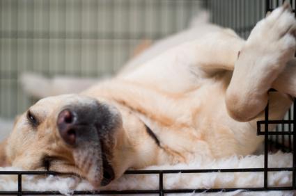 crated dog crated dog