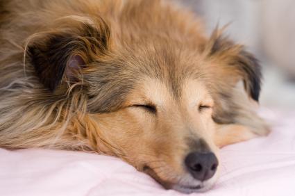 sleeping dog sleeping dog