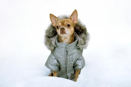 parka dog