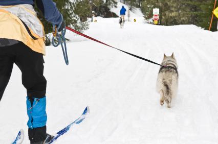 Skijoring Dog