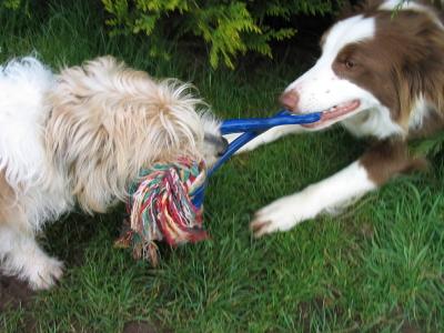 doggie tug of war