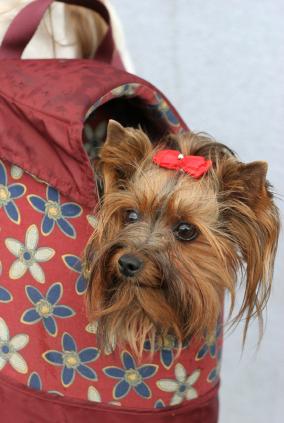 dog in bag