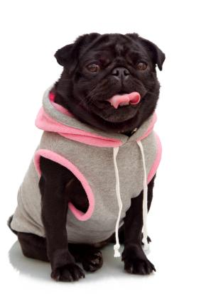 pug in sweatshirt